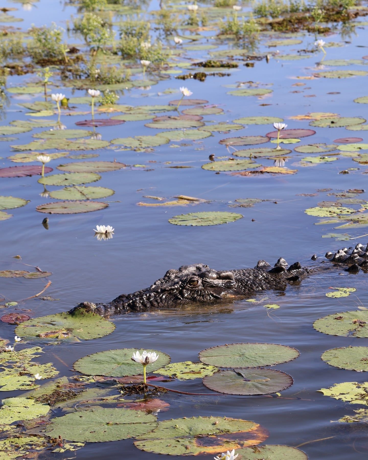 Ansicht von Kakadu-Nationalpark